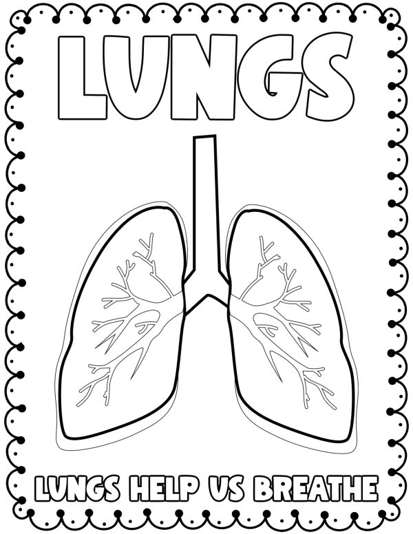 the human lung coloring page for young learners learn human anatomy science 