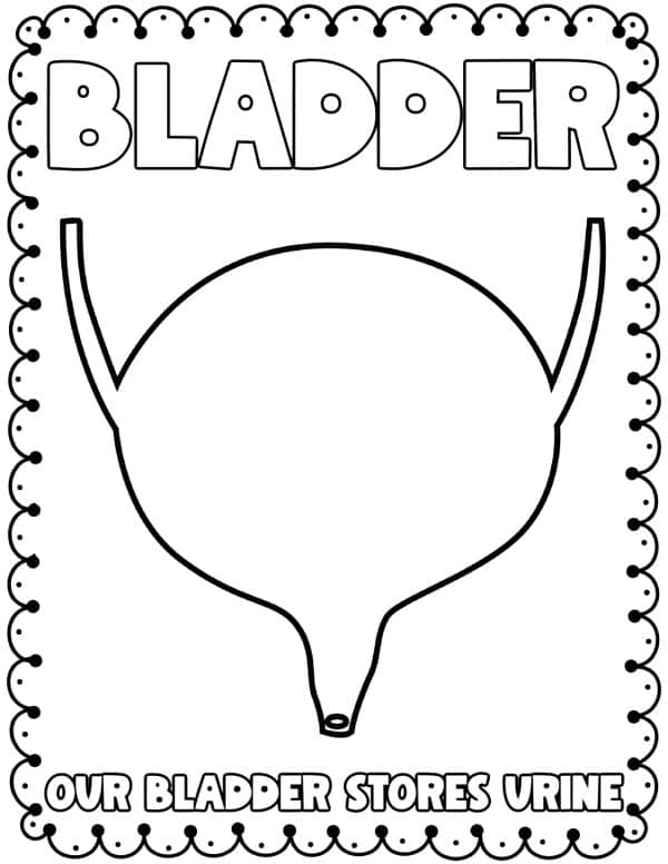 The bladder coloring page anatomy coloring pages for young students body parts coloring pages pdf