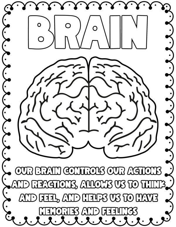 The brain coloring pages human anatomy coloring pages body parts coloring pages