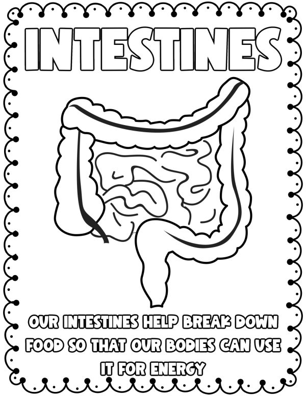 The stomach the intestines coloring pages kids printables kids worksheets