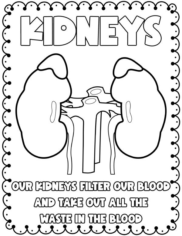 The kidneys coloring pages human anatomy coloring pages for kids free printable science worksheet
