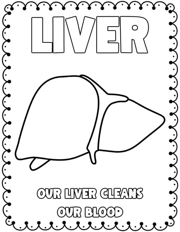 The Liver coloring pages body parts coloring pages science anatomy coloring pages worksheets