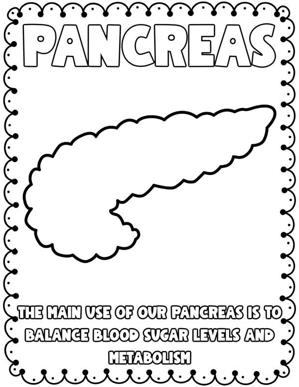 The pancreas coloring pages for kids body parts coloring pages body parts printables