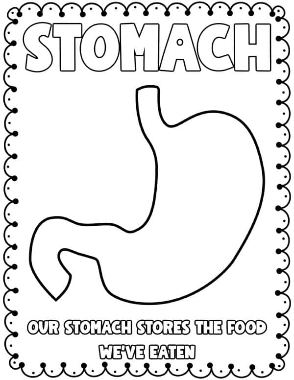 The stomach coloring pages science worksheets for kids elementary age students
