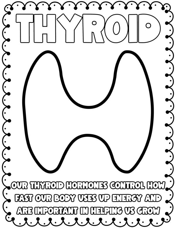 The Thyroid coloring pages science worksheets for kids elementary age students