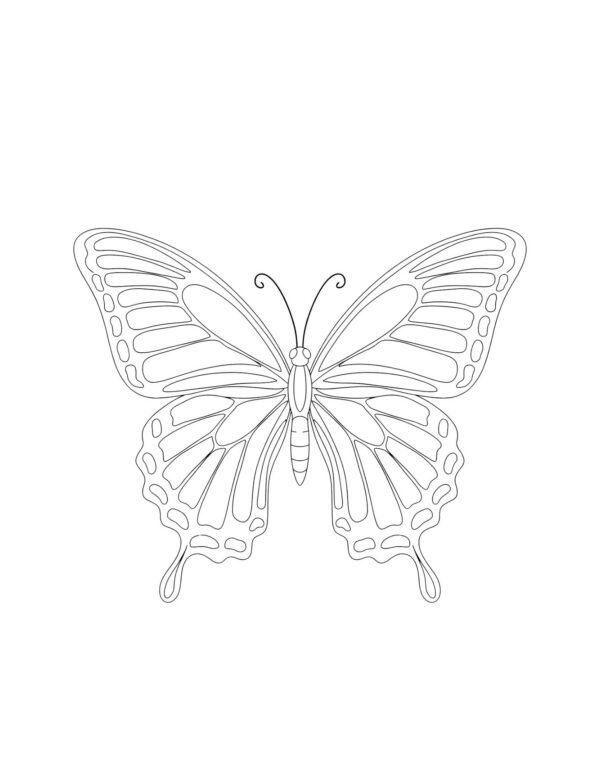 A stunning butterfly with large wings perfect for practicing soft gradient and wet-on-wet blending.