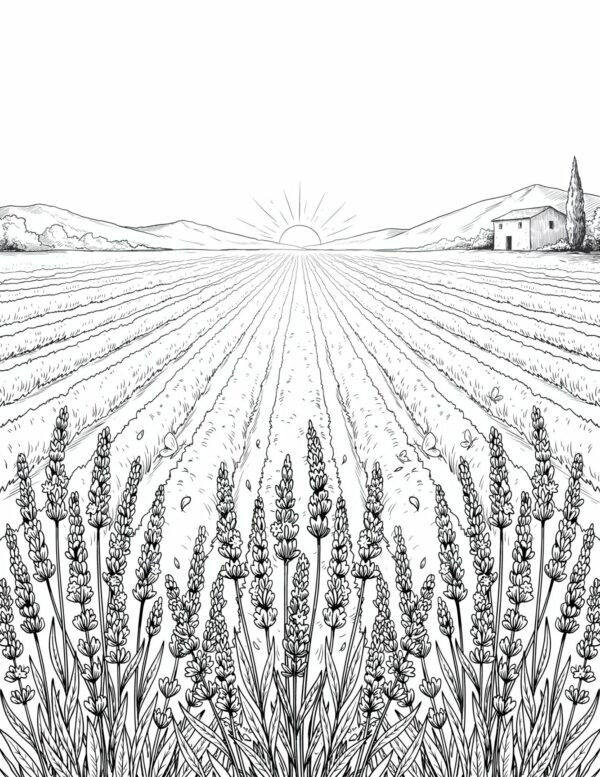 Rolling rows of lavender ideal for practicing repeating shapes and atmospheric depth.