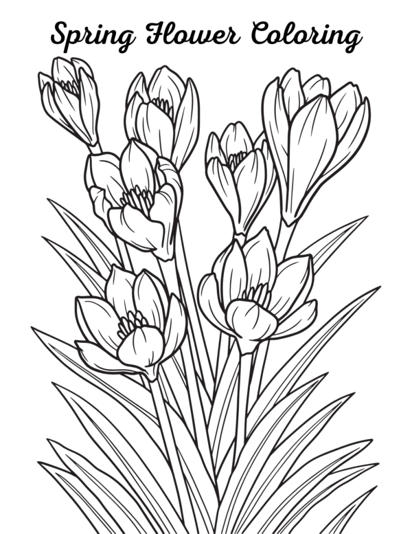 "Spring Flower Coloring" featuring crocuses