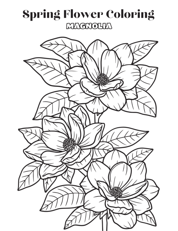 "Spring Flower Coloring - Magnolia" with blooming magnolia flowers