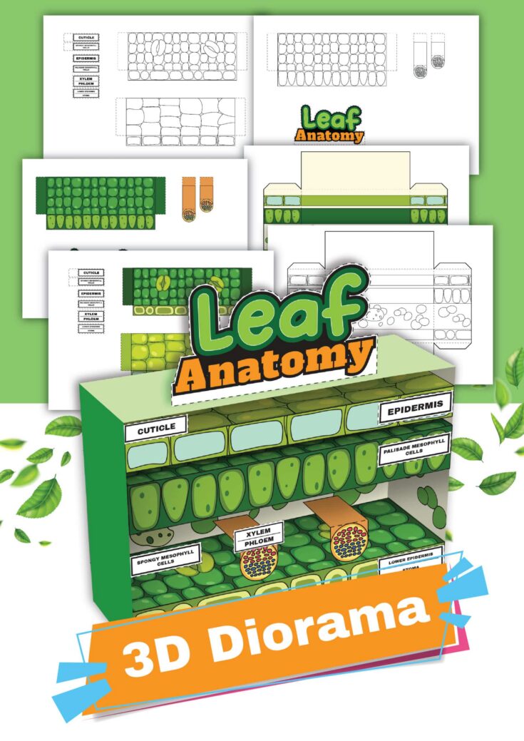 Learn about Leaf Anatomy with This Diorama Printable