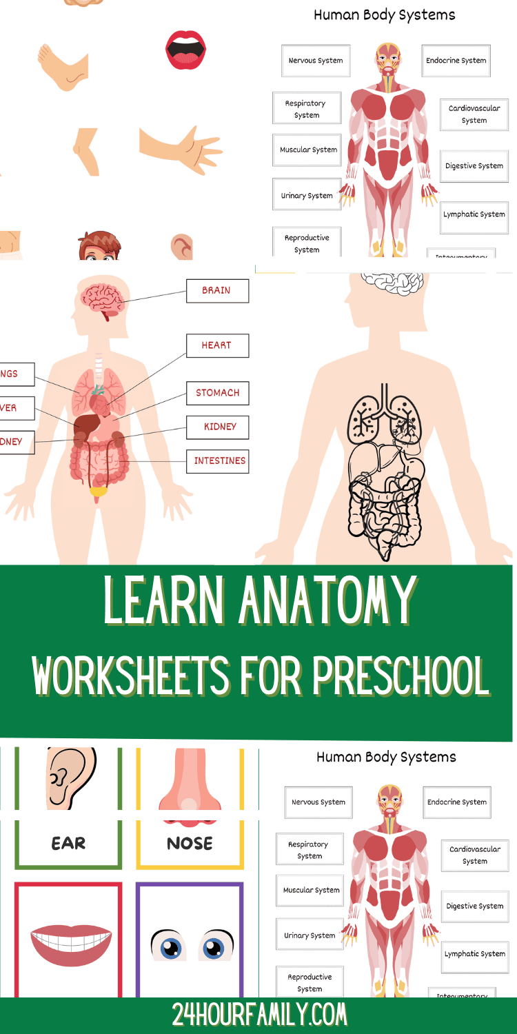 Free Human Body Worksheets for Kids