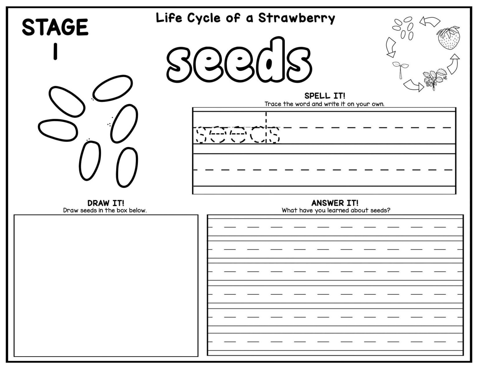 10 Stages in the Strawberry Life Cycle (Free Printable)