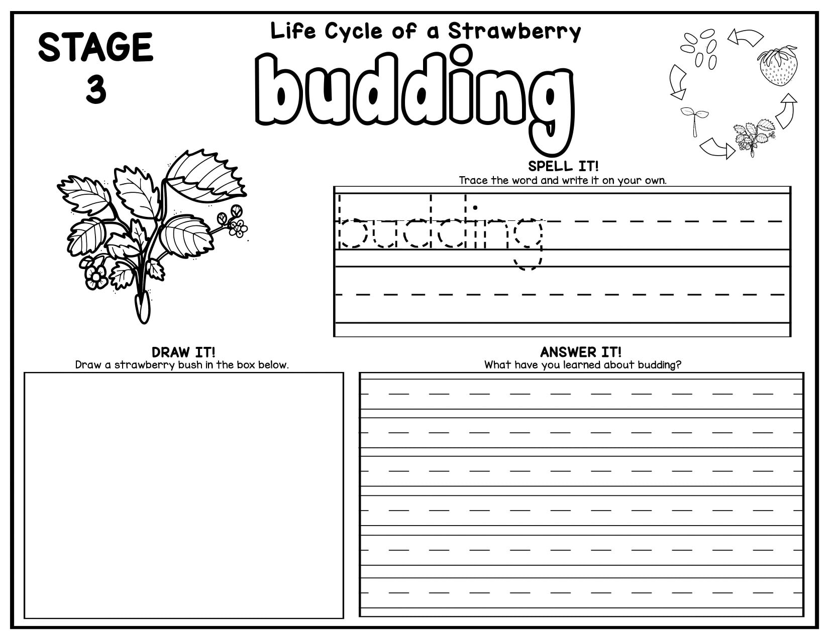 life cycle of strawberry budding stage