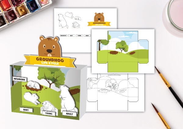 Groundhog life cycle, Groundhog life cycle diorama, Groundhog printable diorama, Groundhog craft, Groundhog life cycle printable, Groundhog diorama template, Groundhog activities for kids