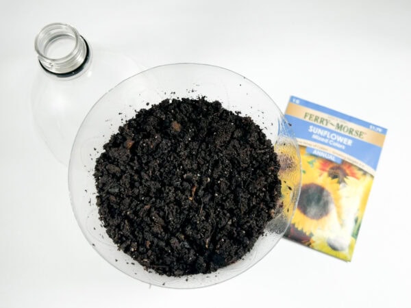 Another view of the soil-filled bottle bottom with sunflower seed packet visible
