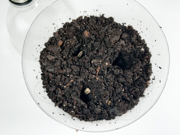 Three holes made in the soil for planting sunflower seeds.
