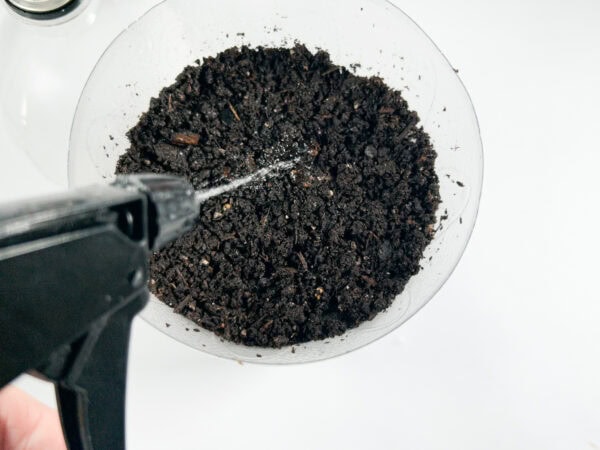Spraying water onto the soil using a spray bottle to moisten it