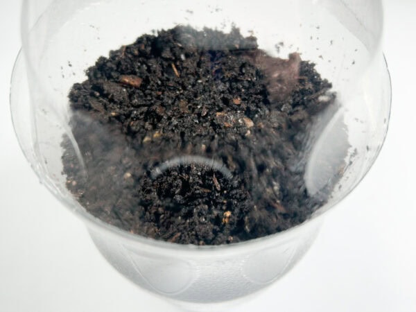 Soil-filled bottle showing moist soil inside the plastic container