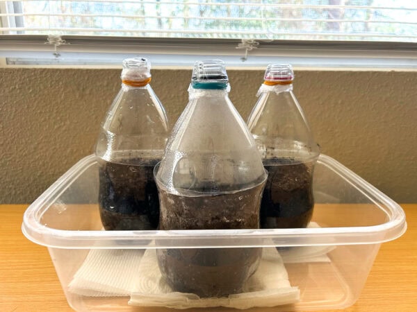 Another view of the DIY greenhouse by the window
