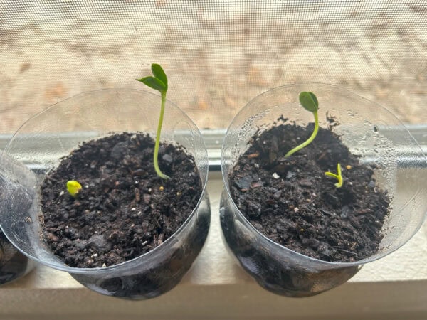 Close-up view of two bottles with seedlings at different stages of growth
