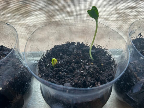 A single seedling standing tall in moist soil inside a plastic bottle container