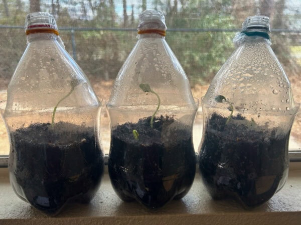 A trio of plastic bottle planters lined up on a windowsill with condensation covering the inside