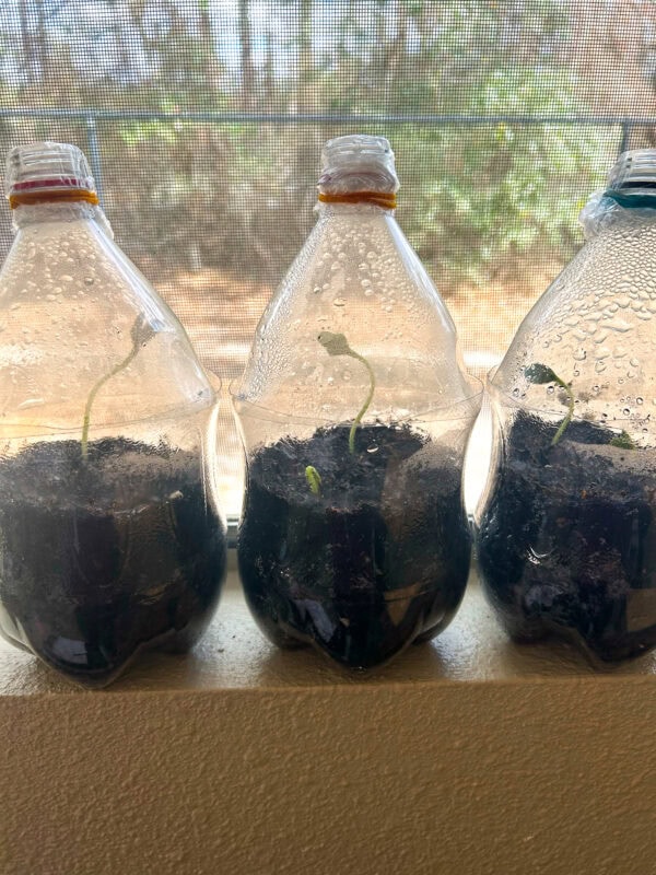 A trio of plastic bottle planters lined up on a windowsill with condensation covering the inside