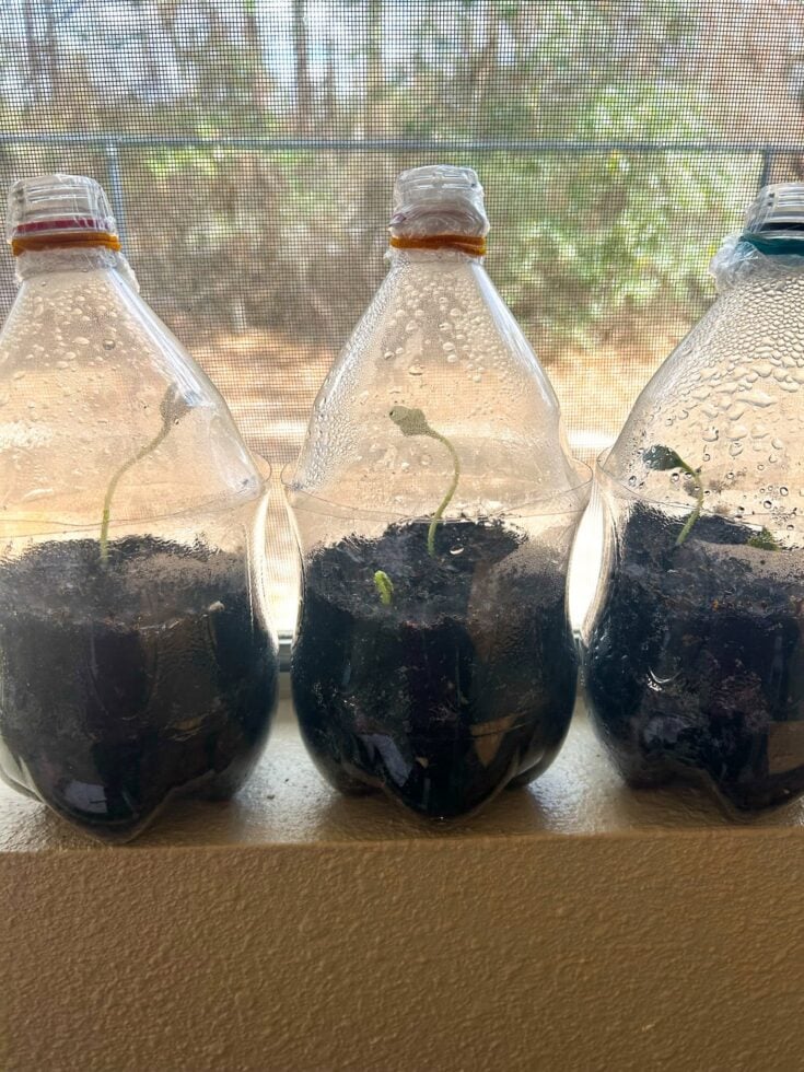 build a plastic bottle greenhouse