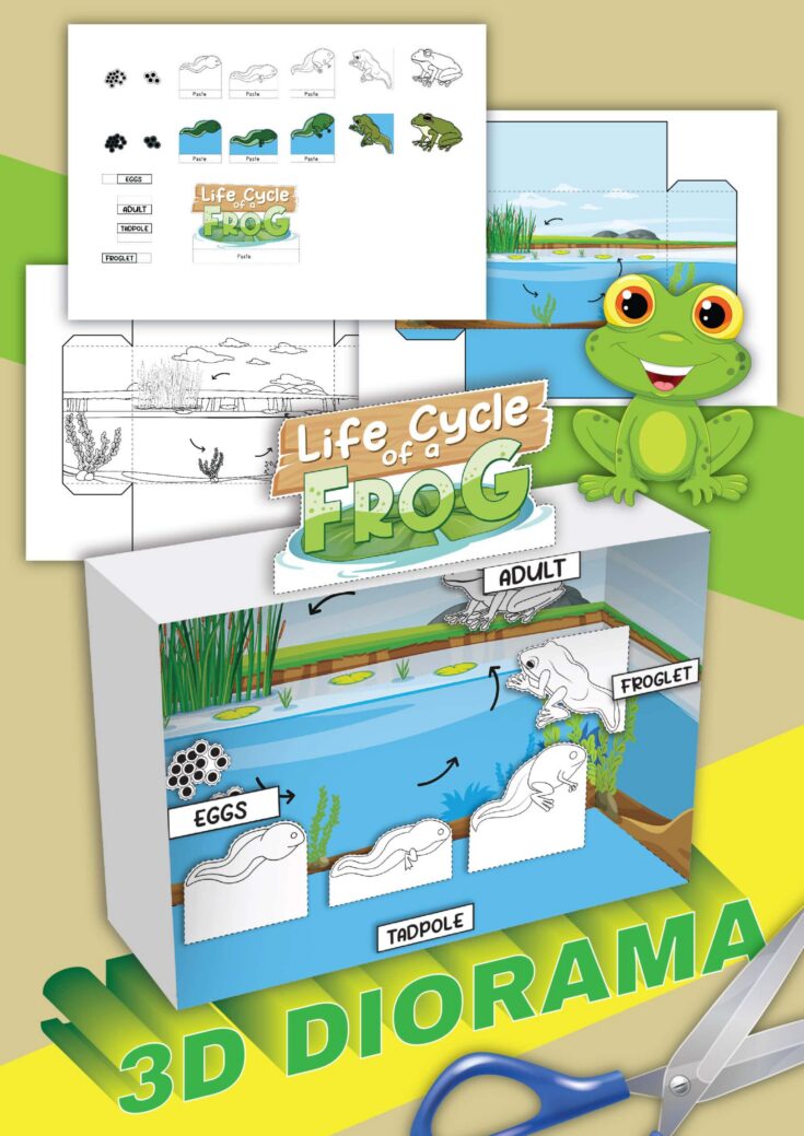 life cycle of a frog 3d cut out worksheets