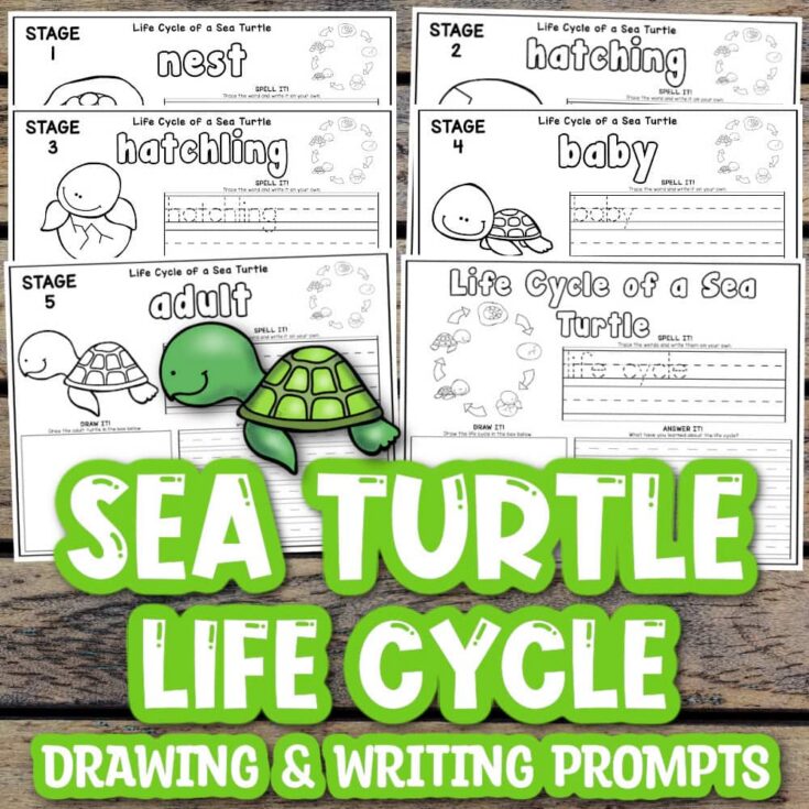 Cover image featuring six sea turtle worksheets with stages labeled nest, hatching, hatchling, baby, and adult, along with a central turtle illustration and bold title text.