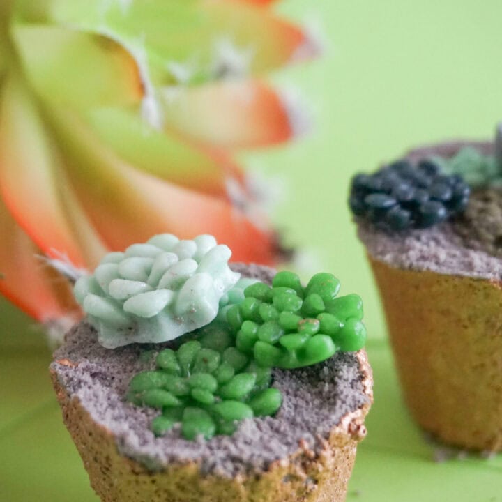 succulent bath bombs
