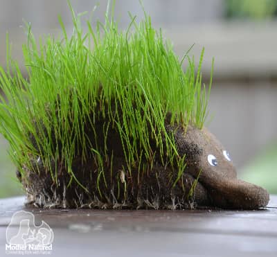 Image for How to make an animal grass head