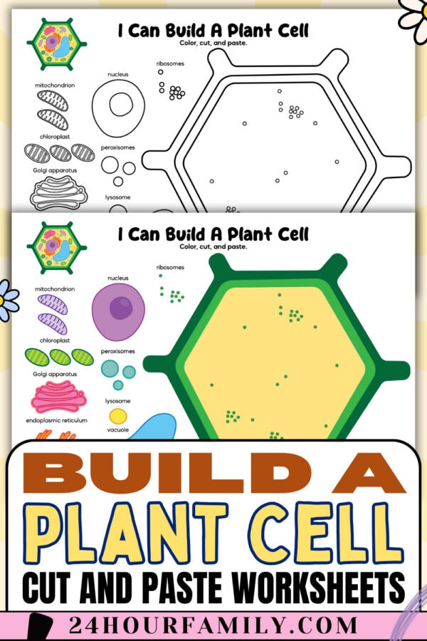 Build a plant cell cut and paste worksheets preview with black and white and colored plant cell diagram