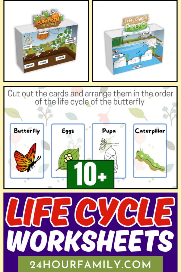10+ life cycle worksheets title image.