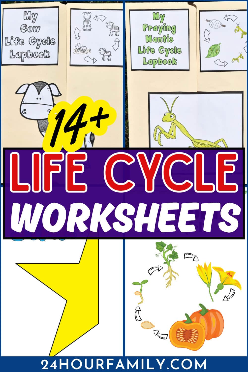 life cycle worksheets educational printables