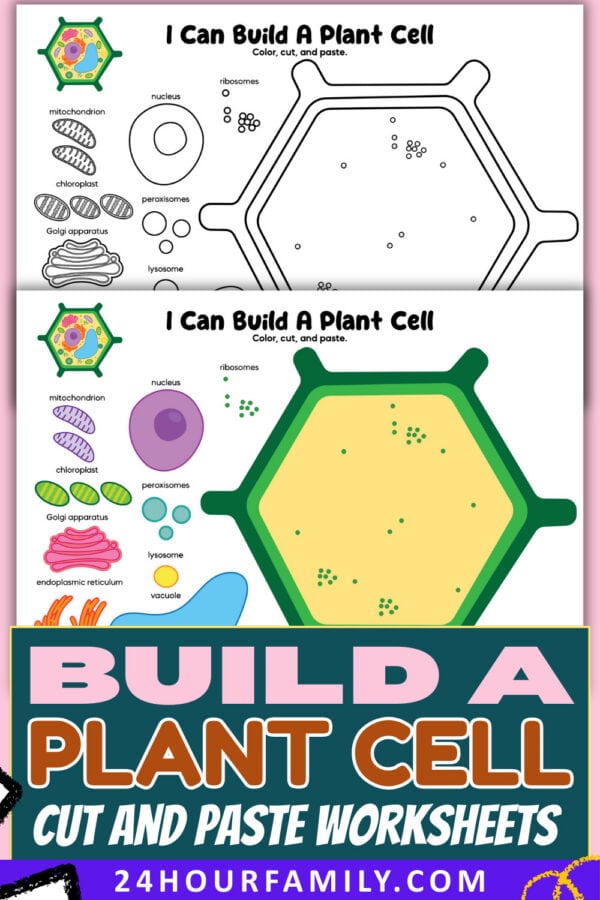 Build a plant cell worksheets pink themed pin