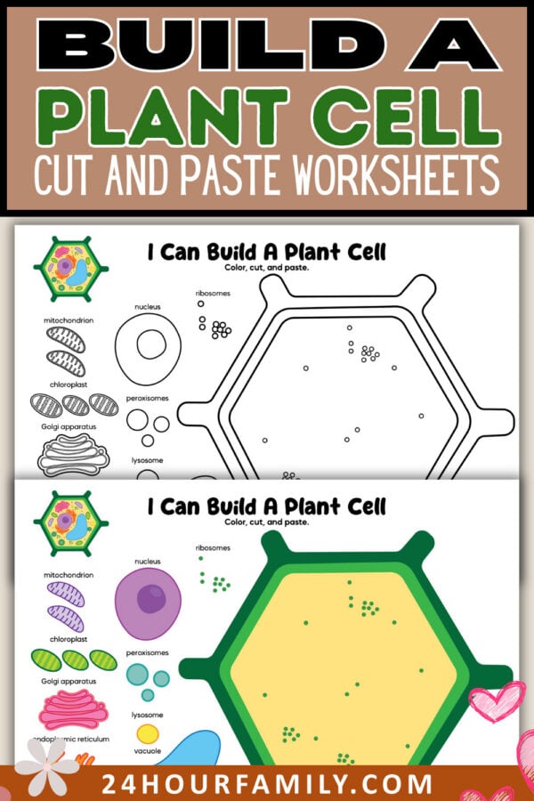 Build a plant cell worksheets neutral color pin