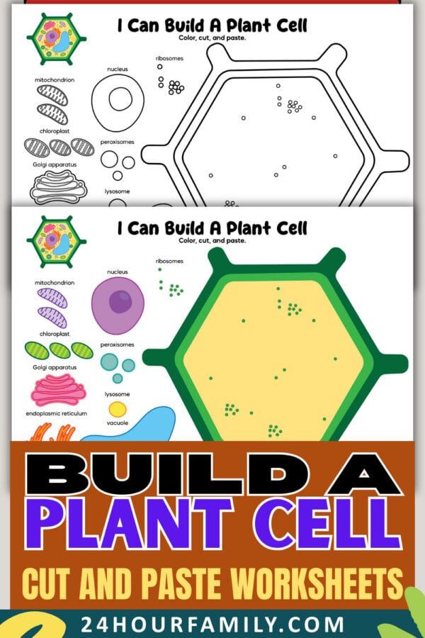 Build a plant cell worksheets bold title pin