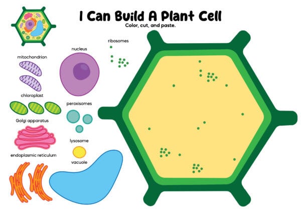 Colored plant cell cut and paste worksheet example